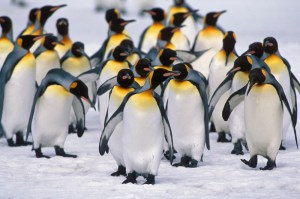 penguins