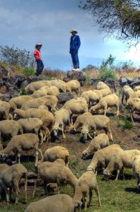 ShepherdBrothersSmall