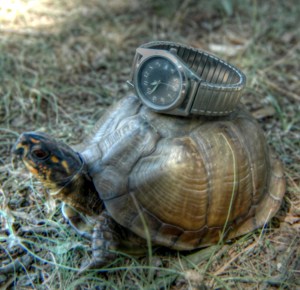 TurtleTime