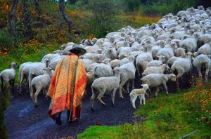 A photo I took directly outside our home here in Mexico of a shepherd taking his flock up the road.